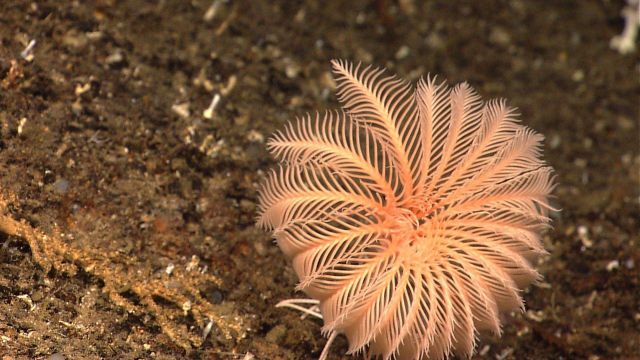 A peach-colored feather star crinoid on sand substrate. Picture