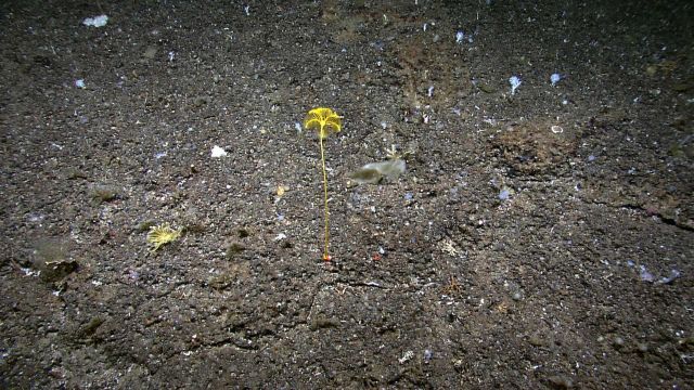 A bright yellow sea lily crinoid on a rock bottom Picture
