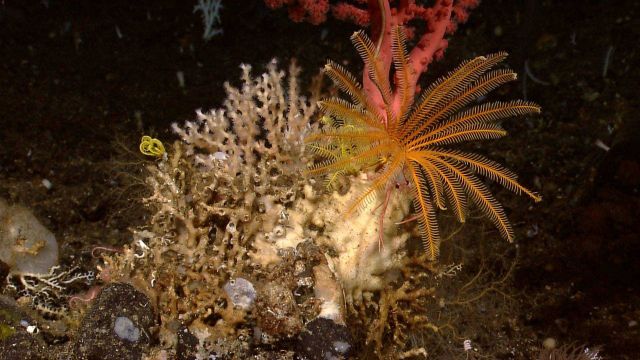 An orange yellow feather star crinoid on Madrepora sp Picture