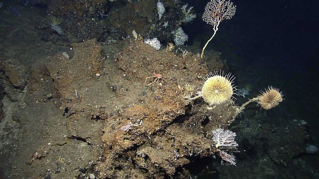 Two large yellow-white feather star crinoids and a number of white stony corals. Picture