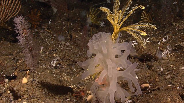 A yellow feather star crinoid atop a glass sponge Picture