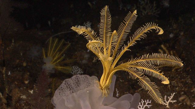 A closeup of a yellow feather star crinoid atop a glass sponge. Picture