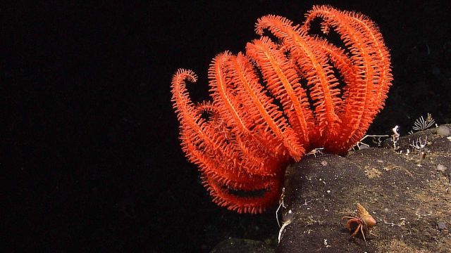 Although looking similar to some of the feather star crinoids, this is a large orange brisingid sea star Picture
