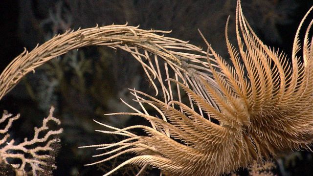 A feather star crinoid bent in a graceful arc. Picture