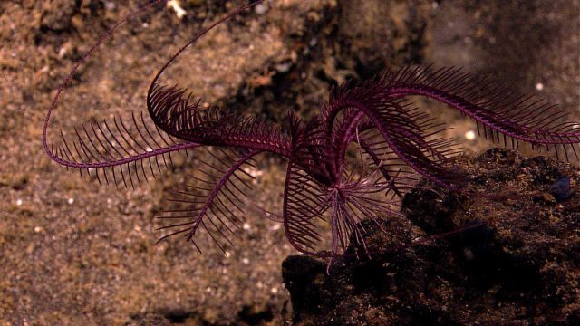A purple feather star crinoid on a rock outcrop. Picture