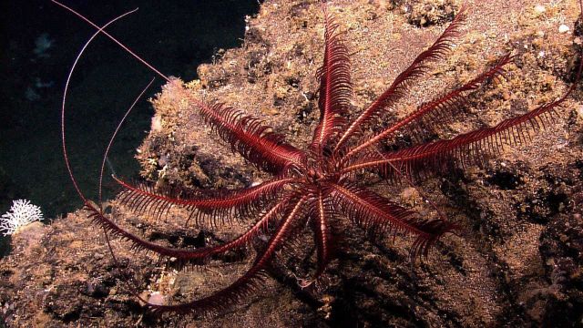 A reddish brown feather star crinoid on a rock outcrop. Picture