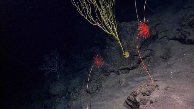 Two scarlet stalked crinoids with a beautiful deep yellow bamboo coral bush silhouetted between the sea lily crinoids. Picture