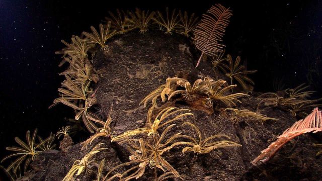 Must be a good place to be a feather star crinoid Picture