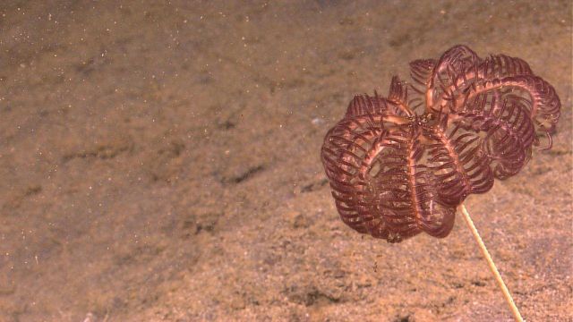 A purple-brown stalked sea lily crinoid with ten arms on a Picture