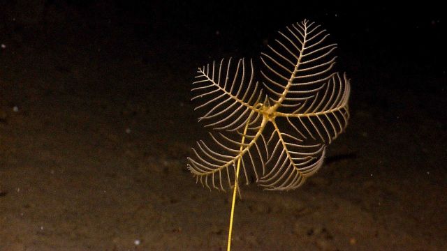 A yellow stalked sea lily crinoid with five arms. Picture