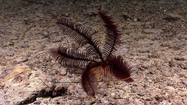 A dark brown feather star crinoid on a pebble and cobble bottom. Picture