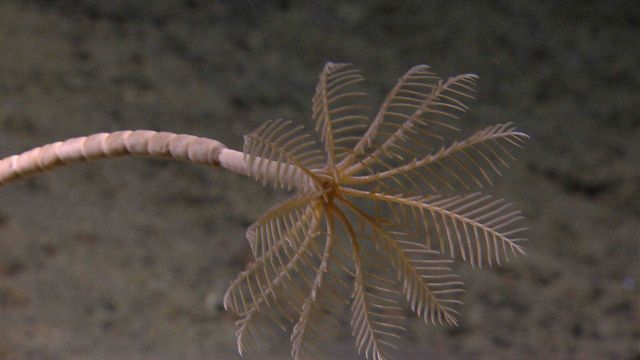 A stalked whitish yellow sea lily crinoid. Picture