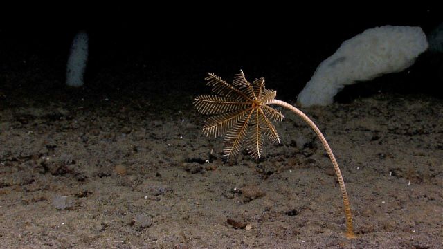 A stalked whitish yellow sea lily crinoid with white glass sponges in the background. Picture