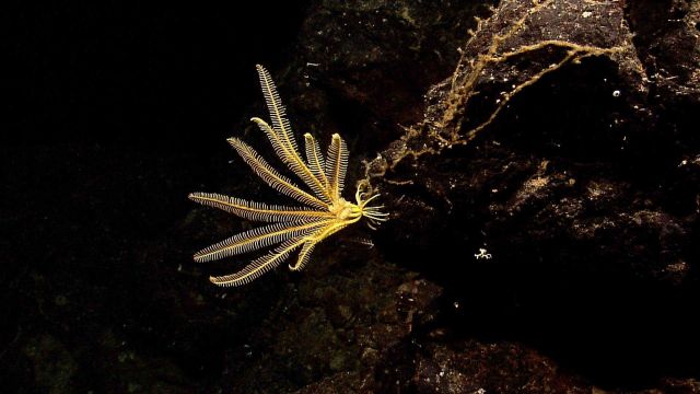 A yellow feather star crinoid on a rock surface. Picture