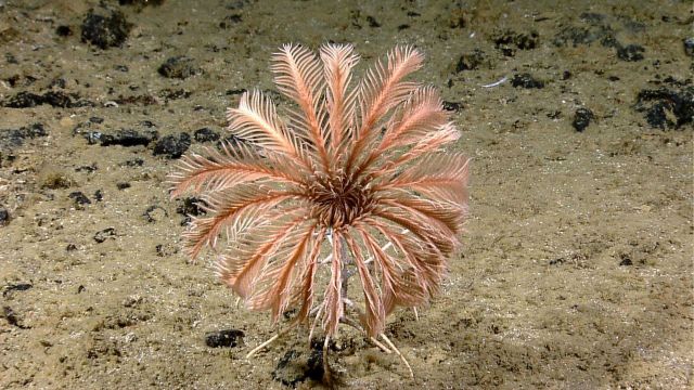 A pinkish-brown feather star crinoid on a sandy substrate covering a rock surface. Picture