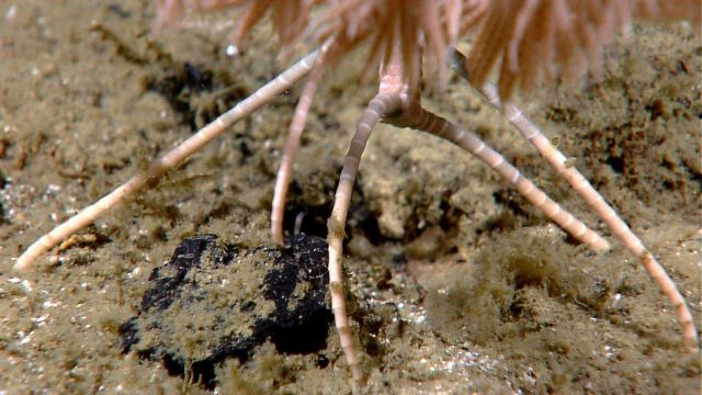 A closeup of the 'legs