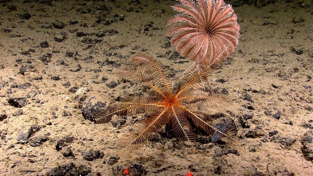 An orange feather star crinoid and a pinkish brown feather star crinoid on a rock and sediment covered bottom. Picture