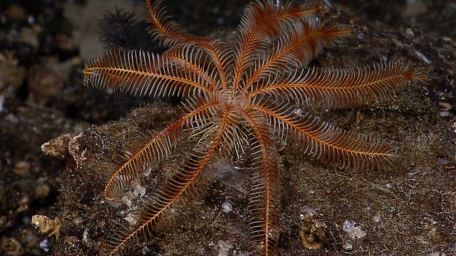 An orange feather star crinoid on a rock surface. Picture