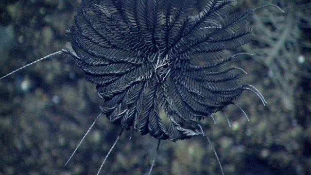 A black feather star crinoid. Picture