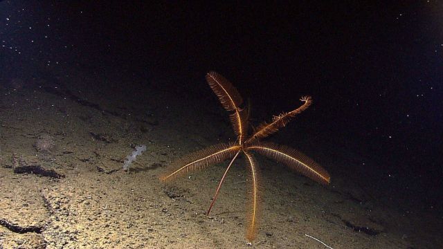 A small stalked five-armed sea lily crinoid. Picture