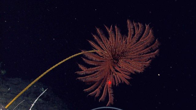 A large red many-armed sea lily crinoid with a yellow stalk Picture
