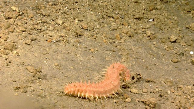 An orange holothurian on a pebble and sand substrate. Picture
