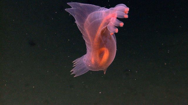 A swimming pinkish orange translucent holothurian with intestinal tract visible Picture