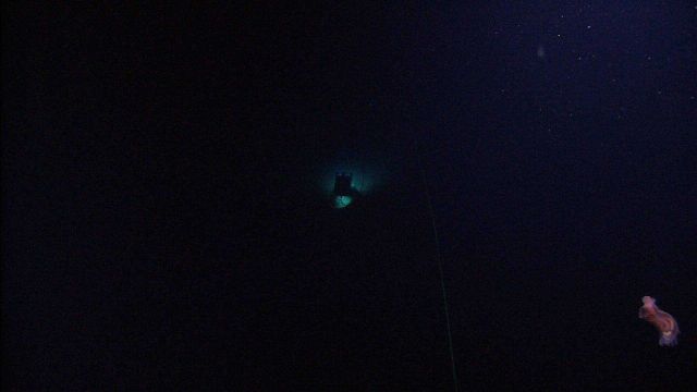 Swimming holothurian seen from Serios, the Little Herc mother ship Picture
