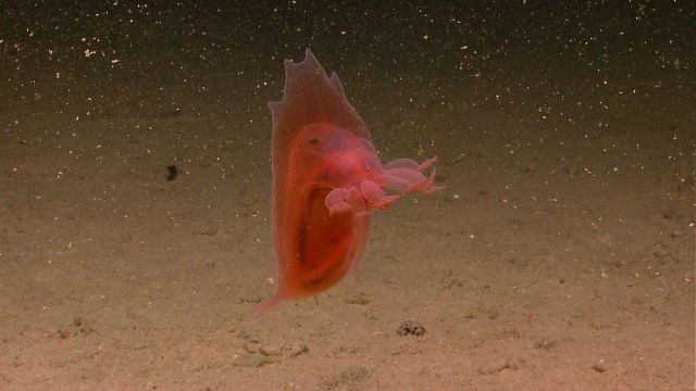 A swimming red holothurian. Picture