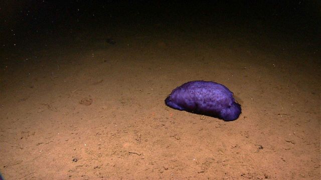 A fat purple holothurian with dimpled skin. Picture