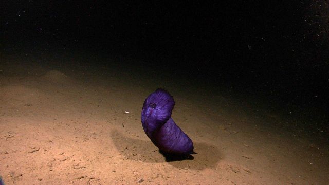 Purple holothurian launching from seafloor. Picture