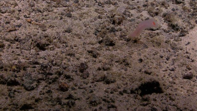 A fat whitish pink holothurian swimming just above the seafloor. Picture