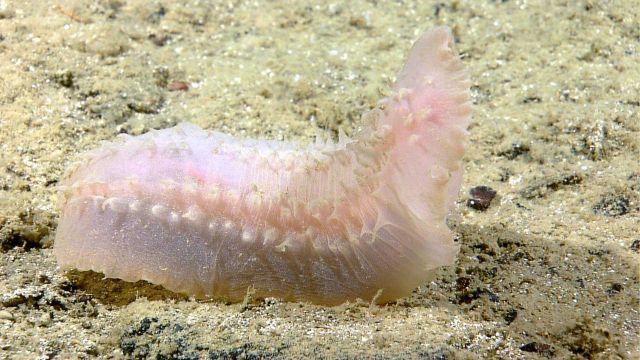A white holothurian crawling over a sand and pebble substrate seafloor. Picture