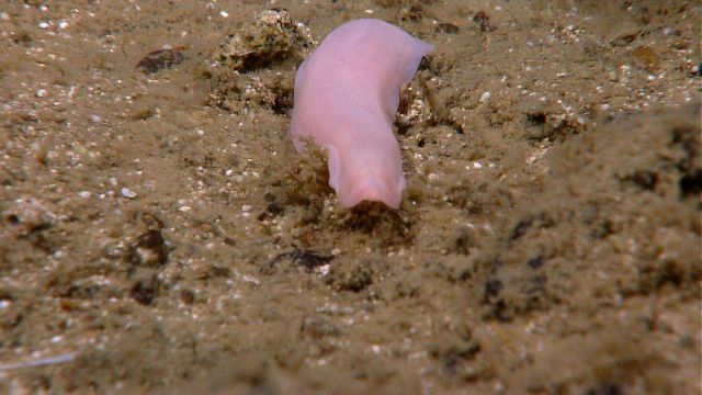 A smooth pink holothurian crawling over the seafloor. Picture