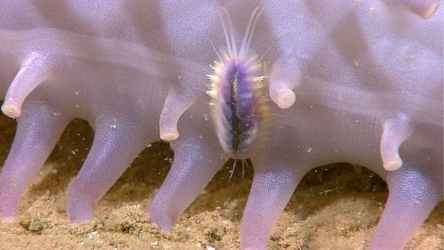 Closeup of a scaleworm on a holothurian. Picture