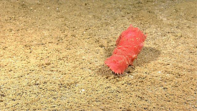 A reddish-orange holothurian with back arched perhaps preparatory to launching for a swim. Picture