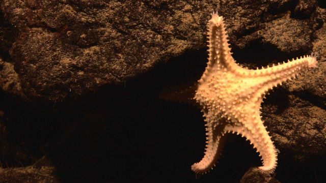 Starfish on a rock face Picture
