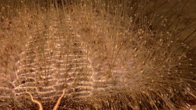 Closeup of sea urchin Picture