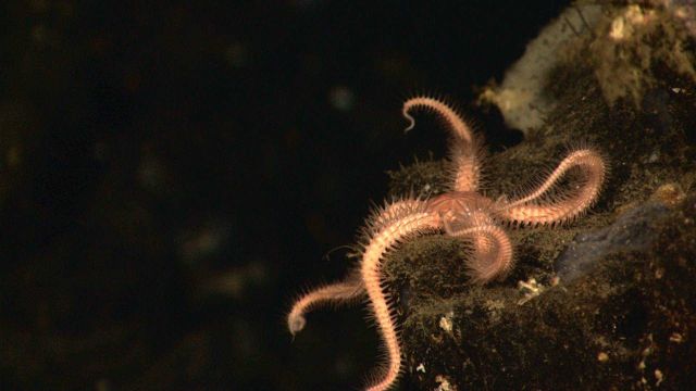 Brittle star on a rock outcrop Picture