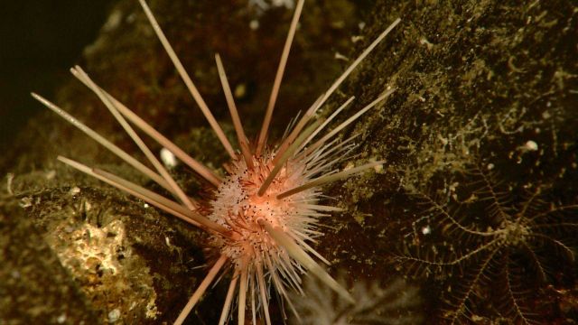 Long-spined sea urchin on rock Picture