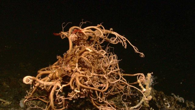Basket star on a rock outcrop Picture