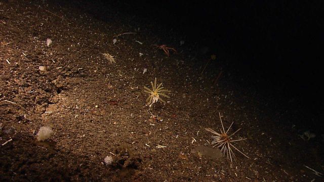 Yellow crinoid and large long-spined sea urchin. Picture