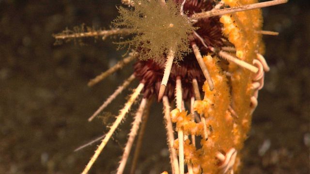 spear-like spine protruding from sea urchin on yellow gorgonian coral. Picture