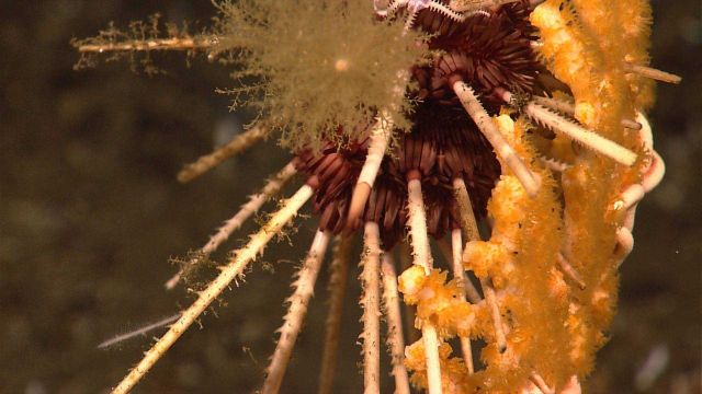 Closeup of sea urchin on yellow gorgonian coral. Picture