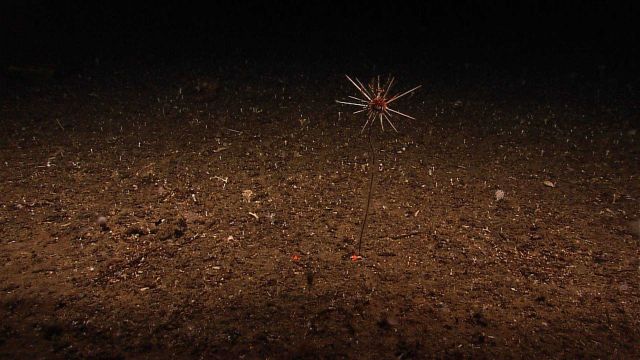 Large red sea urchin with long spines that somehow managed to climb skimpy coral bush giving appearance of floating in space Picture
