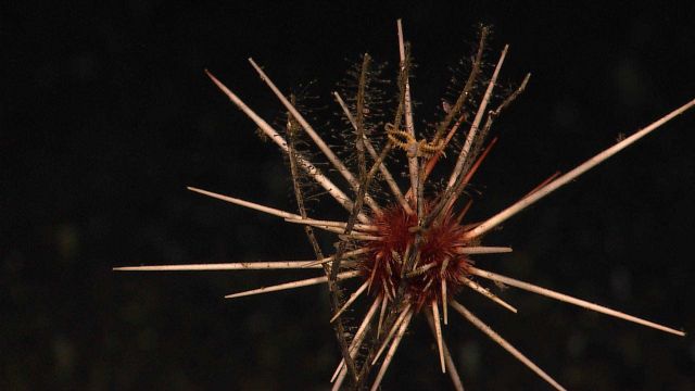 Large red sea urchin with long spines that somehow managed to climb skimpy coral bush Picture
