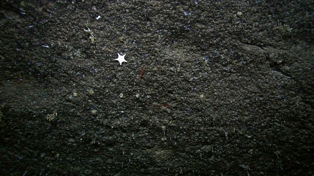 Small white starfish and red- and white- banded shrimp on rock face. Picture