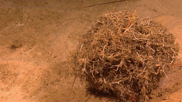 Debris ball sea urchin? Long pencil like spines emanating from ball indicate urchin as the underlying creature. Picture