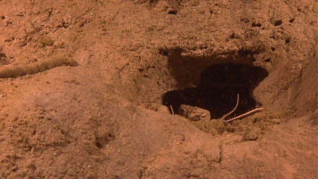 Brittle star legs at the entrance to a burrow Picture