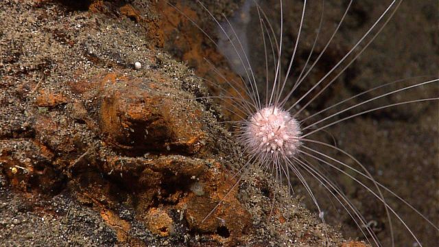 Weird sea urchin with very long thin spines? or perhaps a white spherical dandelion siphonophore anchored just off the bottom . Picture
